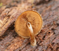 Psathyrella echinata