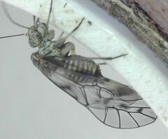 Psococerastis gibbosa