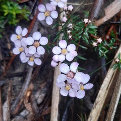 Euryomyrtus ramosissima