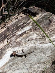 Lampropholis delicata