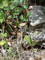 Cordulegaster boltonii