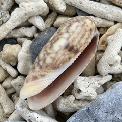 Oliva miniacea
