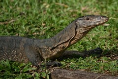 Varanus salvator macromaculatus