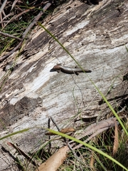 Lampropholis delicata