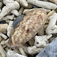 Oliva miniacea