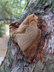 Fomitiporia robusta