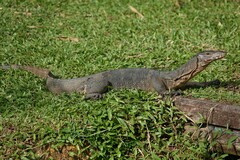 Varanus salvator macromaculatus