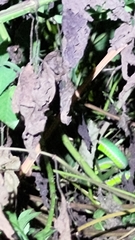 Trimeresurus stejnegeri