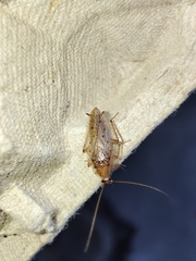 Ectobius pallidus