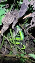 Trimeresurus stejnegeri