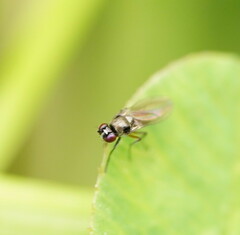 Hydrellia tritici