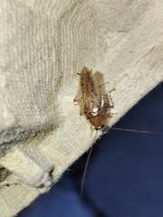 Ectobius pallidus