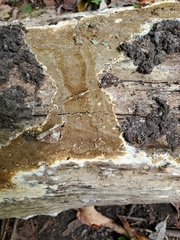 Coniophora puteana