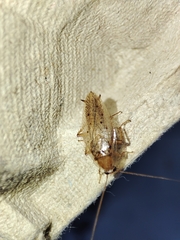 Ectobius pallidus