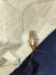 Ectobius pallidus