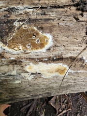 Coniophora puteana