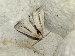 Sesamia nonagrioides