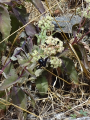 Xylocopa violacea