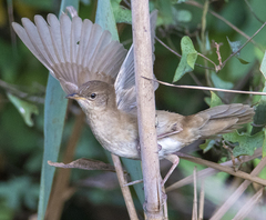 Locustella luscinioides