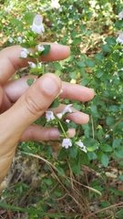 Clinopodium carolinianum