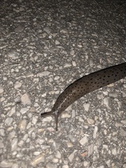 Limax conemenosi