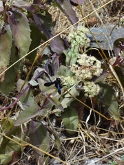 Xylocopa violacea
