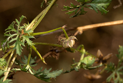 Image of Ipomoea coptica