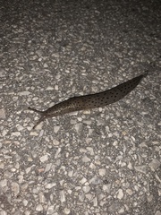 Limax conemenosi