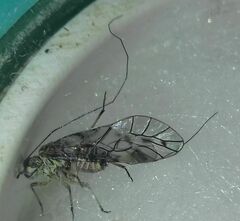 Psococerastis gibbosa