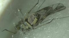 Psococerastis gibbosa