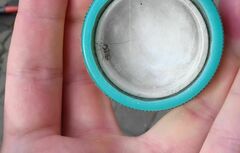 Psococerastis gibbosa