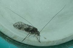 Psococerastis gibbosa