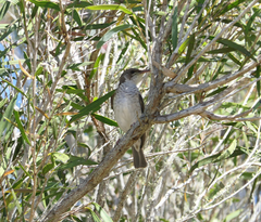 Ramsayornis modestus