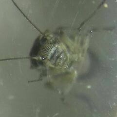 Psococerastis gibbosa