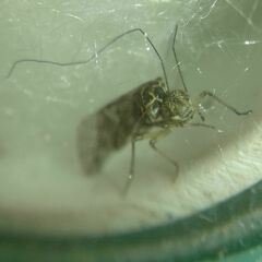 Psococerastis gibbosa