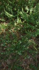 Clinopodium carolinianum