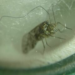 Psococerastis gibbosa