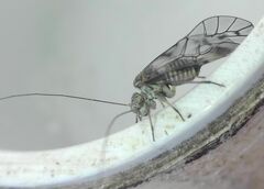 Psococerastis gibbosa