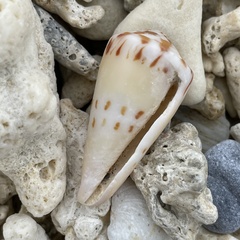 Conus mustelinus