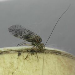 Psococerastis gibbosa