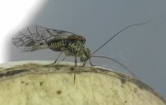 Psococerastis gibbosa