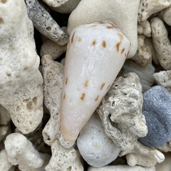 Conus mustelinus