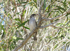 Ramsayornis modestus