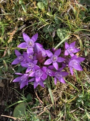 Gentianella austriaca