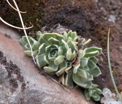 Saxifraga paniculata