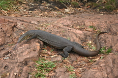Varanus mertensi