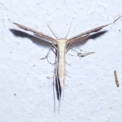 Pterophorinae