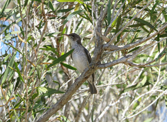 Ramsayornis modestus
