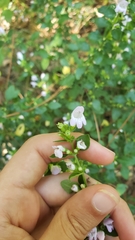Clinopodium carolinianum