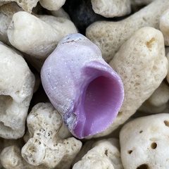 Coralliophila violacea